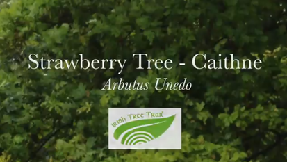 Arbutus, Strawberry Tree - Caithne (Arbutus unedo)